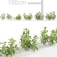 Low-poly Mentha arvensis - Wild mint