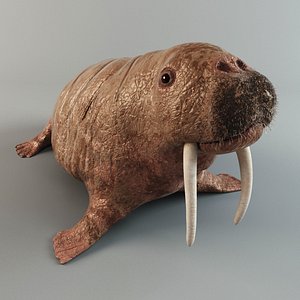 3d walrus