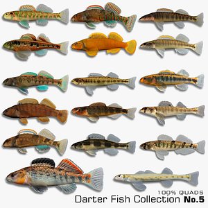 darter fish 3d model
