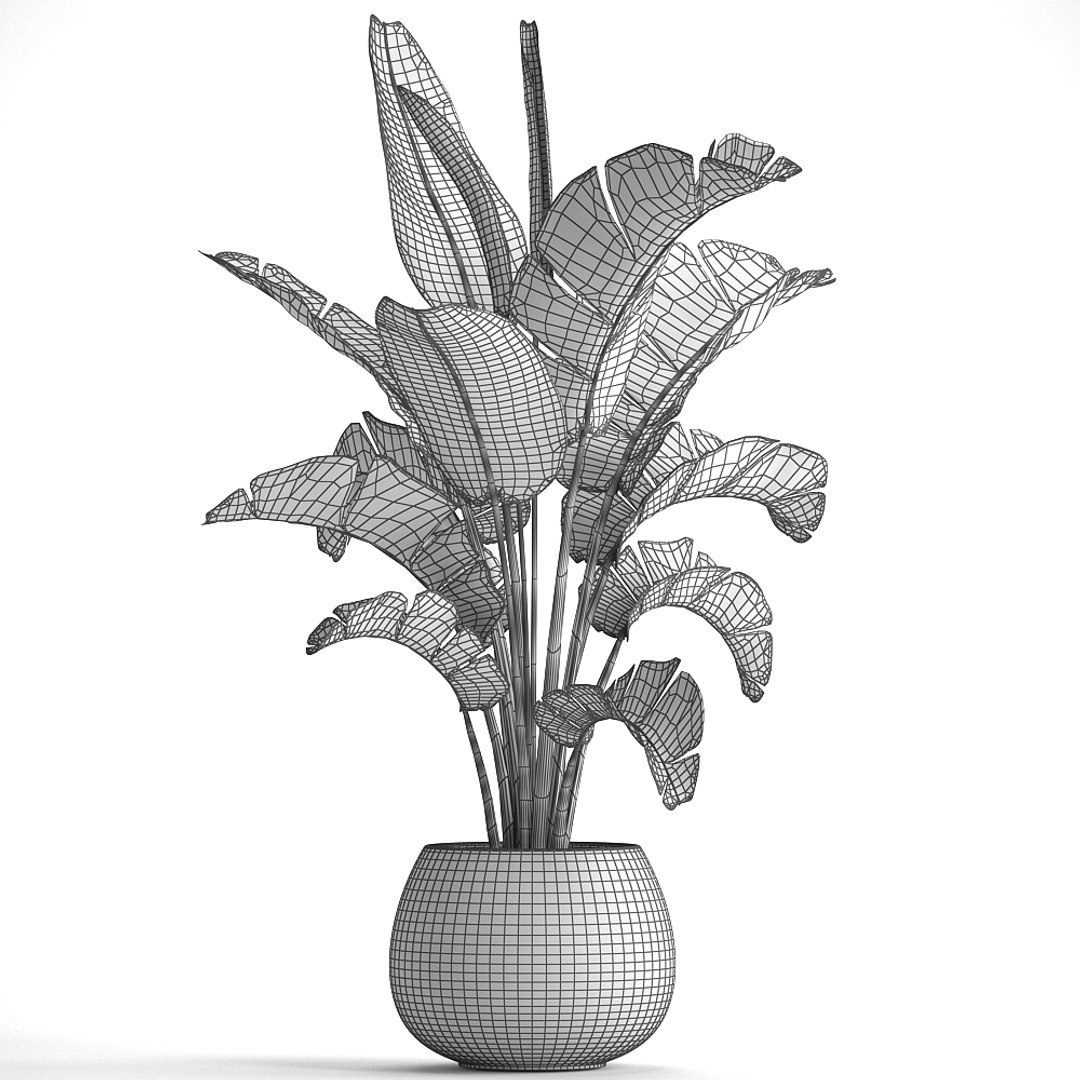 Banana Palm Pot Model - TurboSquid 1386041