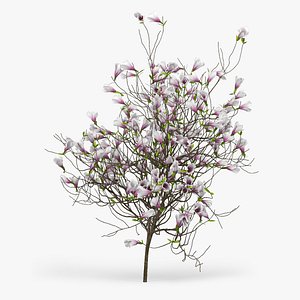 Magnolia