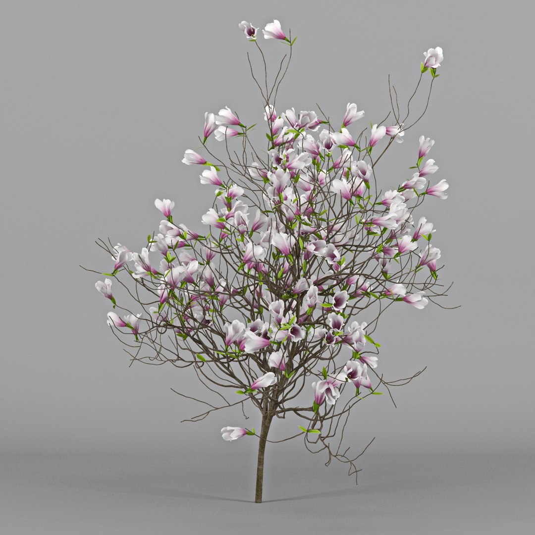 Magnolia Flower 3d Model