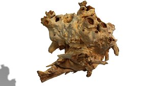 root