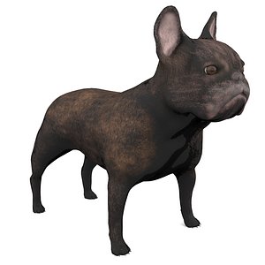 french bulldog 3D model