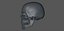 골드 SKULL_L774