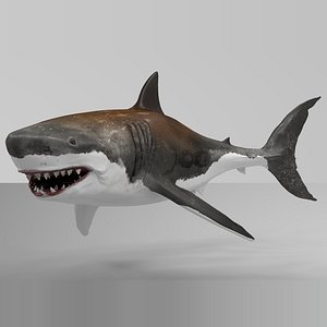 Great White Shark NO Rigged in Blender model - TurboSquid 2009438