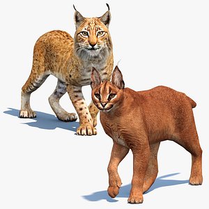 Animated Caracal and Lynx Tufted-Ear Wildcats 3D Bundle