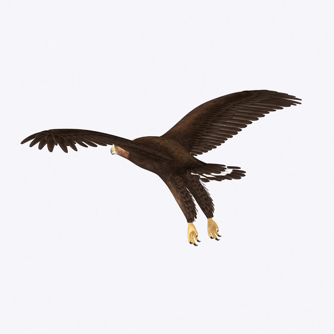 3d max golden eagle https://p.turbosquid.com/ts-thumb/Rp/jaaeFp/KkqJoM6E/goldeneagle03/jpg/1384576150/1920x1080/fit_q87/a8d5bbe9ae297daa76c76404e17f48ba4469c8c4/goldeneagle03.jpg