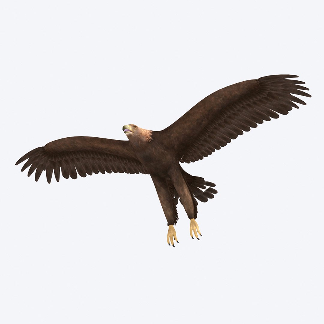 3d max golden eagle https://p.turbosquid.com/ts-thumb/Rp/jaaeFp/MMCb15Ic/goldeneagle05/jpg/1384576150/1920x1080/fit_q87/0265af299e034900728e2608f981b887748c1ea1/goldeneagle05.jpg