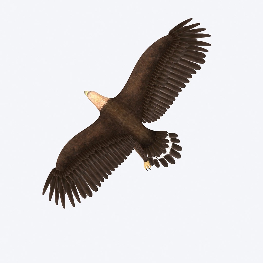3d max golden eagle https://p.turbosquid.com/ts-thumb/Rp/jaaeFp/wCSfdtUT/goldeneagle04/jpg/1384576150/1920x1080/fit_q87/789a066420018ad7e9e2f038da26b598bc534487/goldeneagle04.jpg