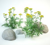2 tansy set Tanacetum vulgare