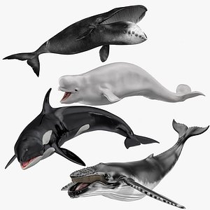 Rigged Whales Collection 2 for Cinema 4D