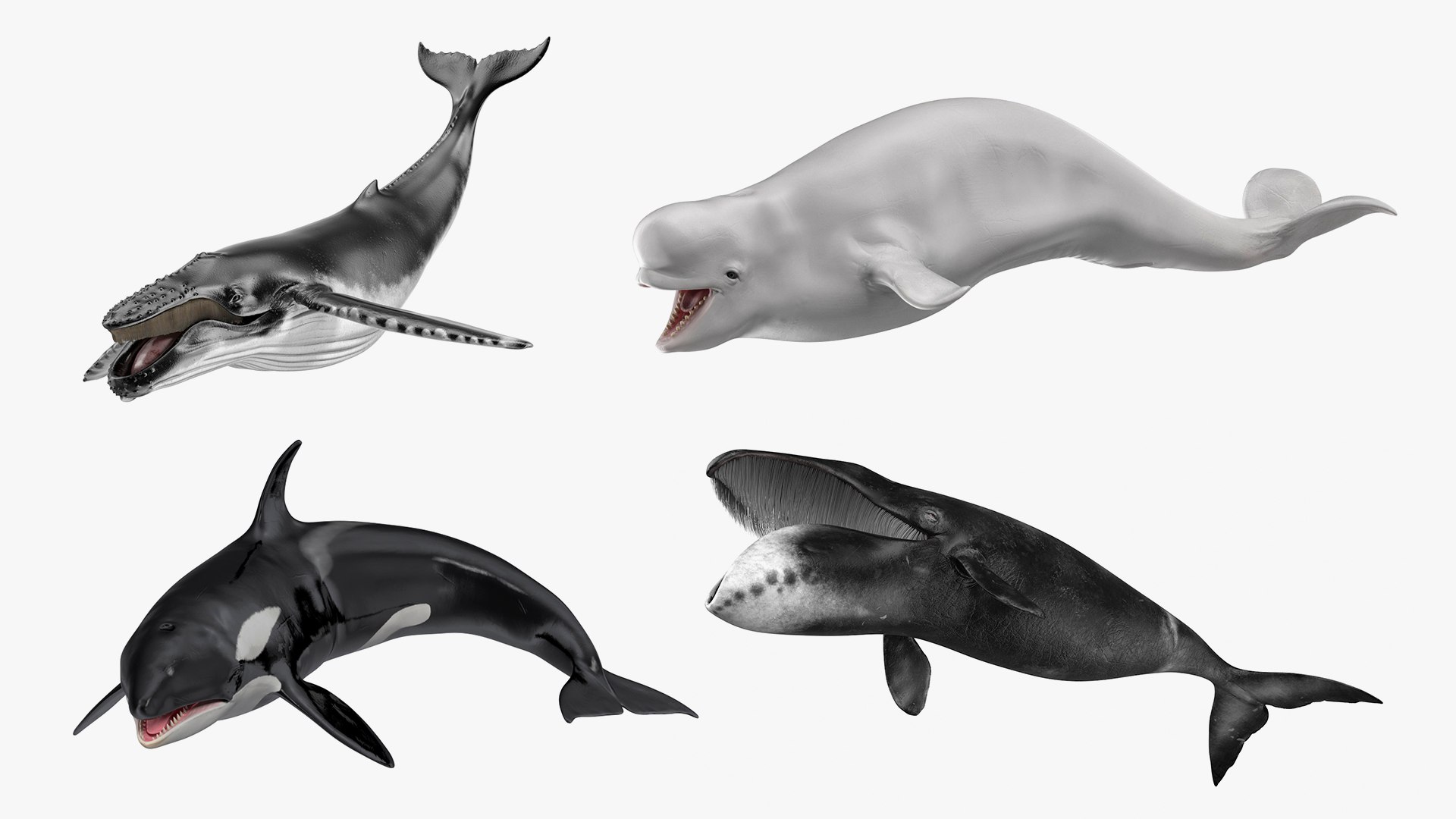 Rigged Whales Collection 2 for Cinema 4D 3D model preview