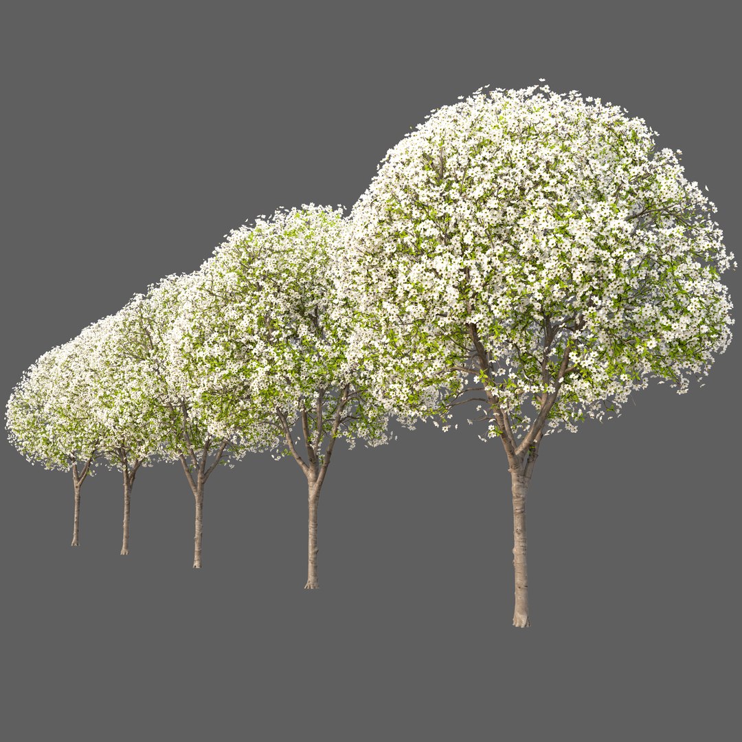 Pear Tree 05 3D Model - TurboSquid 2408969