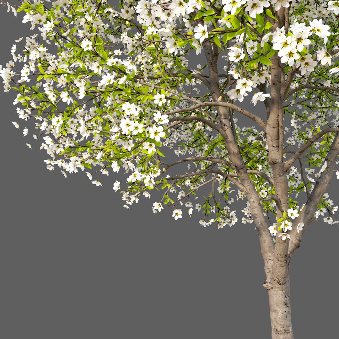 Pear Tree 05 3D Model - TurboSquid 2408969