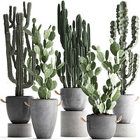 Collection of Exotic Cactus Plants 386