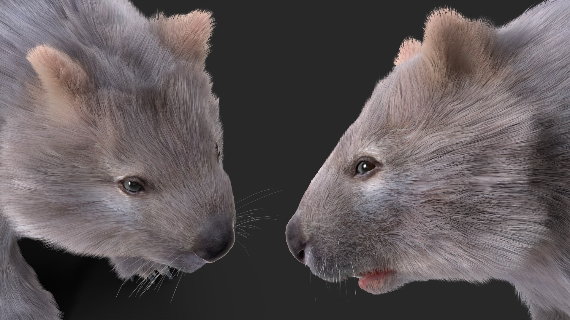 Wombat Grey Fur Rigged 3D Model - TurboSquid 2099521