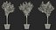 Potted Lemon Tree