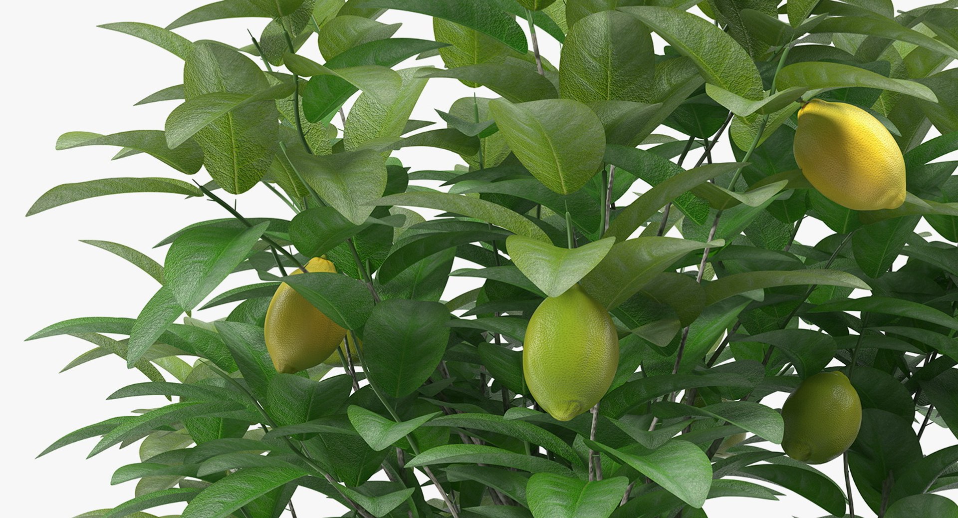 potted lemon tree 3D model https://p.turbosquid.com/ts-thumb/Rq/2L2lqf/5A1jvBti/pottedlemontreec4dmodel008/jpg/1549916468/1920x1080/fit_q87/9070544d78587879cc68ade24151513b3e4d05a3/pottedlemontreec4dmodel008.jpg
