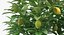 Potted Lemon Tree