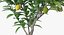 Potted Lemon Tree