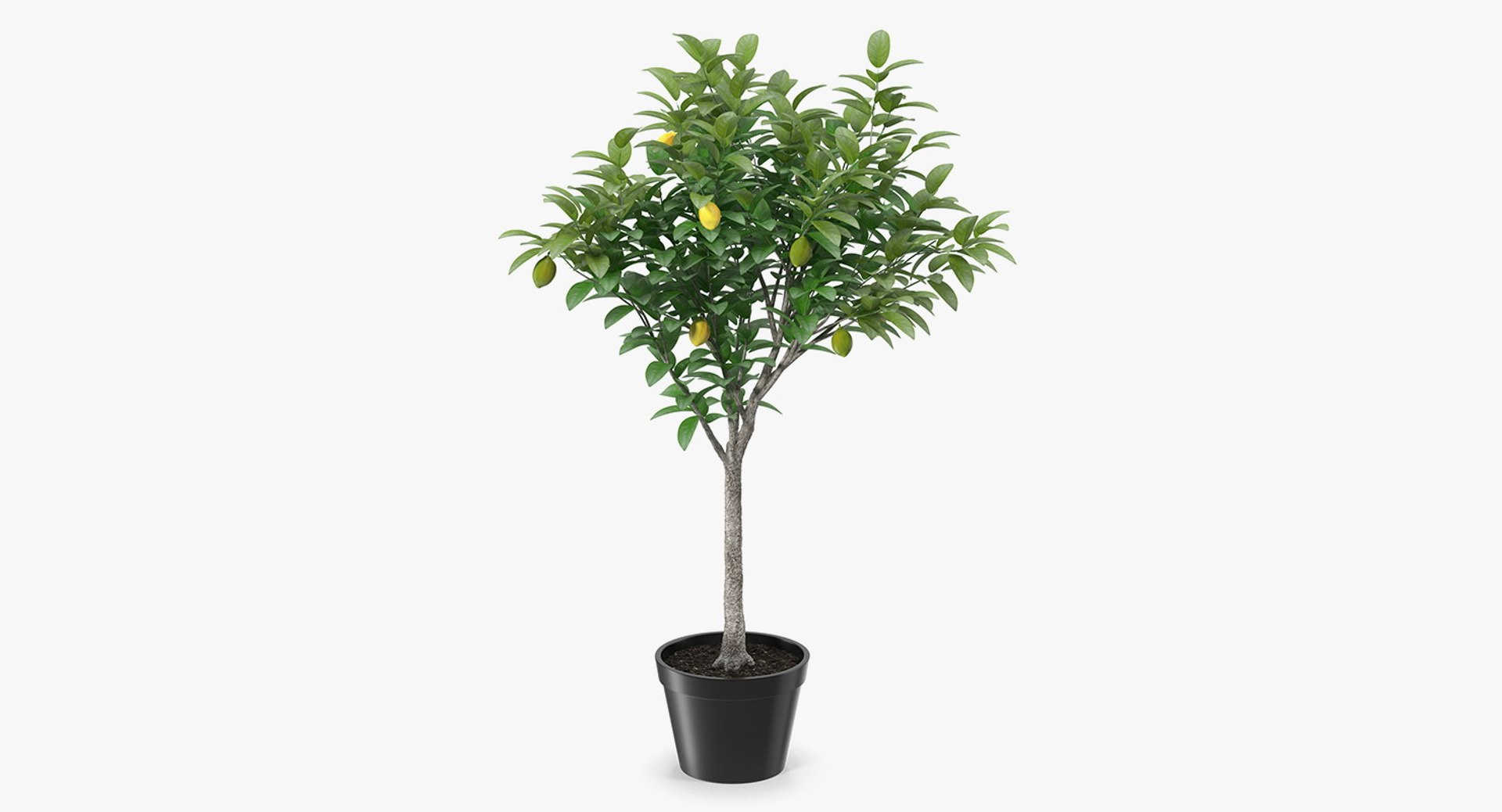 Potted Lemon Tree 3D model preview