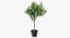 Potted Lemon Tree