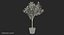 Potted Lemon Tree
