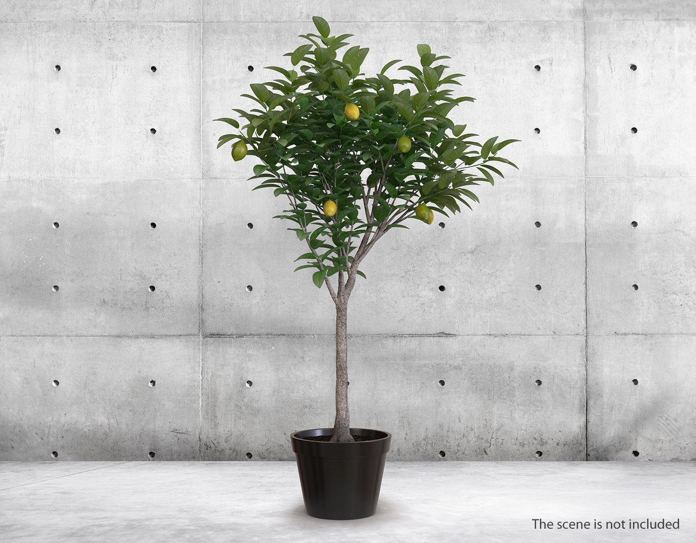potted lemon tree 3D model https://p.turbosquid.com/ts-thumb/Rq/2L2lqf/YXBPYACS/pottedlemontreec4dmodel002/jpg/1549916444/1920x1080/fit_q87/1f3d94f6ee273345ff8bd9f693de9e80a3ebe04c/pottedlemontreec4dmodel002.jpg