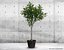 Potted Lemon Tree