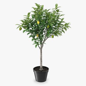 Potted Lemon Tree