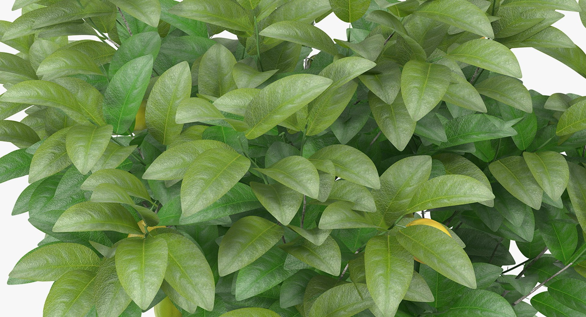 potted lemon tree 3D model https://p.turbosquid.com/ts-thumb/Rq/2L2lqf/b9m33S6F/pottedlemontreec4dmodel007/jpg/1549916464/1920x1080/fit_q87/4e808264828d37d578a639f3da8eda9ce34f41b5/pottedlemontreec4dmodel007.jpg