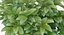 Potted Lemon Tree