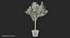 Potted Lemon Tree