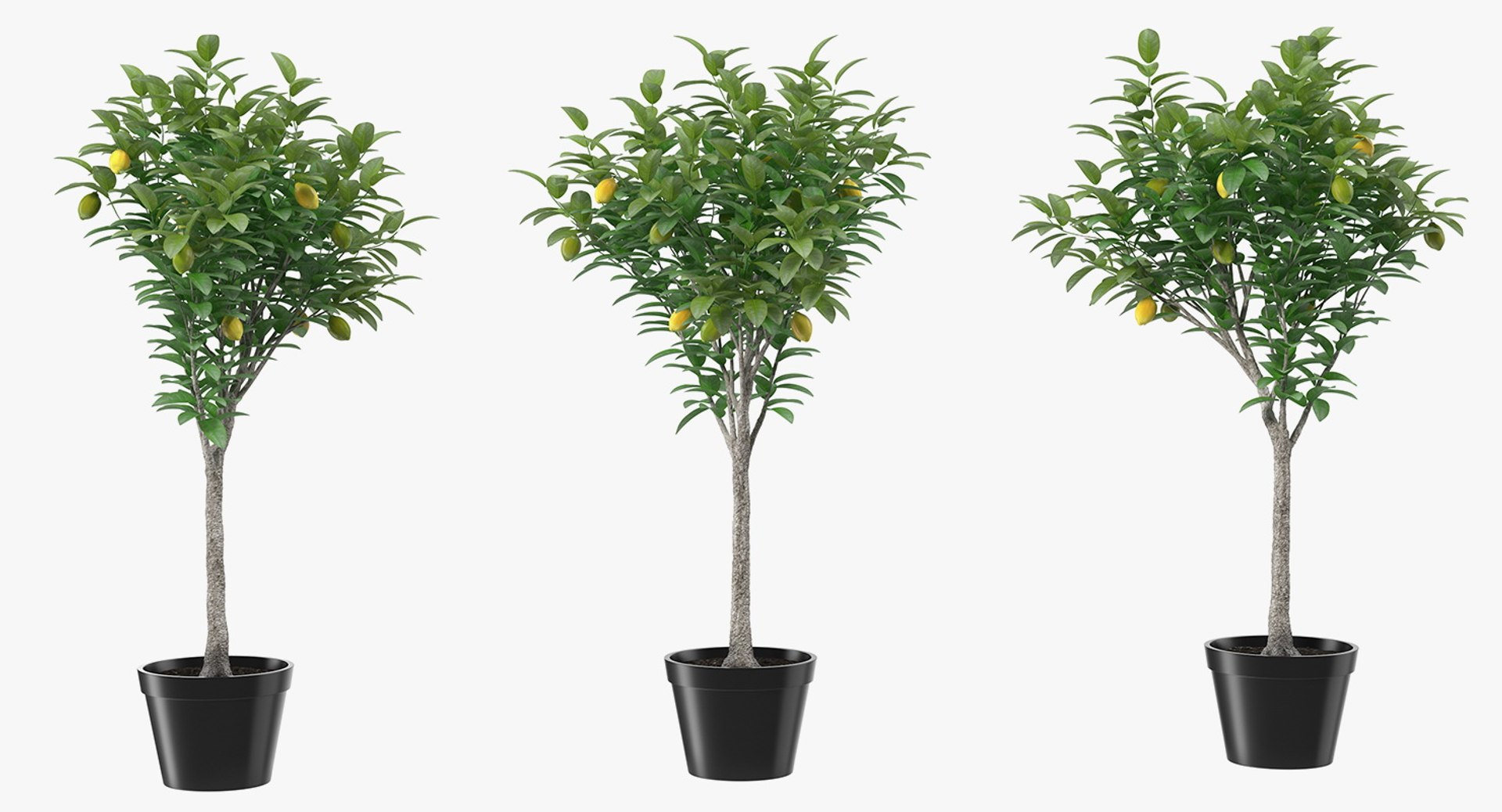 potted lemon tree 3D model https://p.turbosquid.com/ts-thumb/Rq/2L2lqf/kTBDX6ih/pottedlemontreec4dmodel003/jpg/1549916448/1920x1080/fit_q87/ecb1bc81d8645fb2f3b5ca343ba567b05f7b50a7/pottedlemontreec4dmodel003.jpg