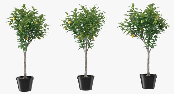 3D модель Лимонное дерево в горшке - TurboSquid 1377238