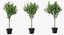 Potted Lemon Tree