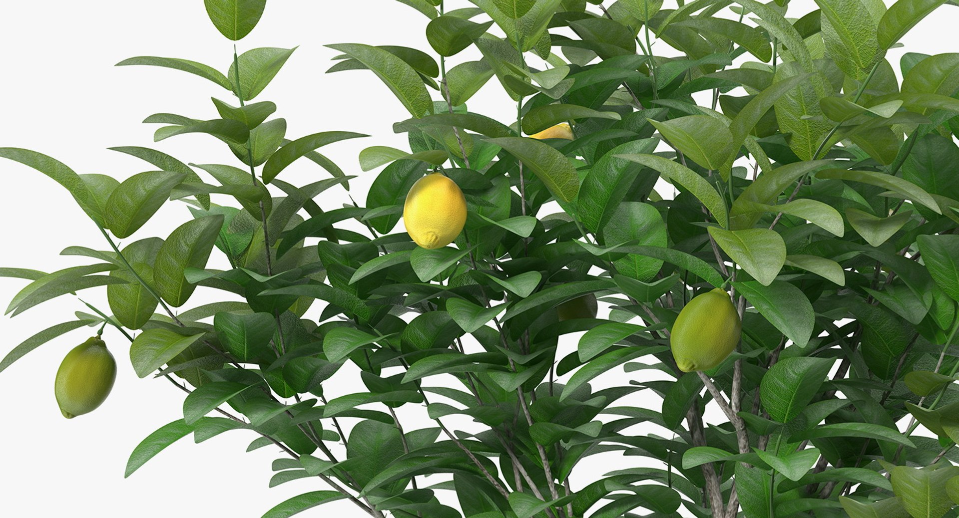 potted lemon tree 3D model https://p.turbosquid.com/ts-thumb/Rq/2L2lqf/yBskaLu8/pottedlemontreec4dmodel006/jpg/1549916459/1920x1080/fit_q87/359c65d9043aabf40abb5dbc5801c7b0a7ed3614/pottedlemontreec4dmodel006.jpg