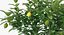 Potted Lemon Tree