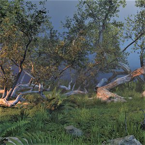 Dense Foggy Forest Jungle Wilderness