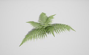 Fern