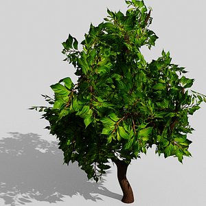 Branch Tree 3D model