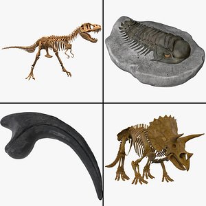 fossil triceratops skeleton 3d model