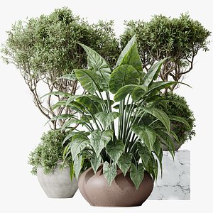 3D AV Indoor plants set 182 Mission Kalamata Leccino Arbequina Wilsonii Chemlali Olive and Alocasia