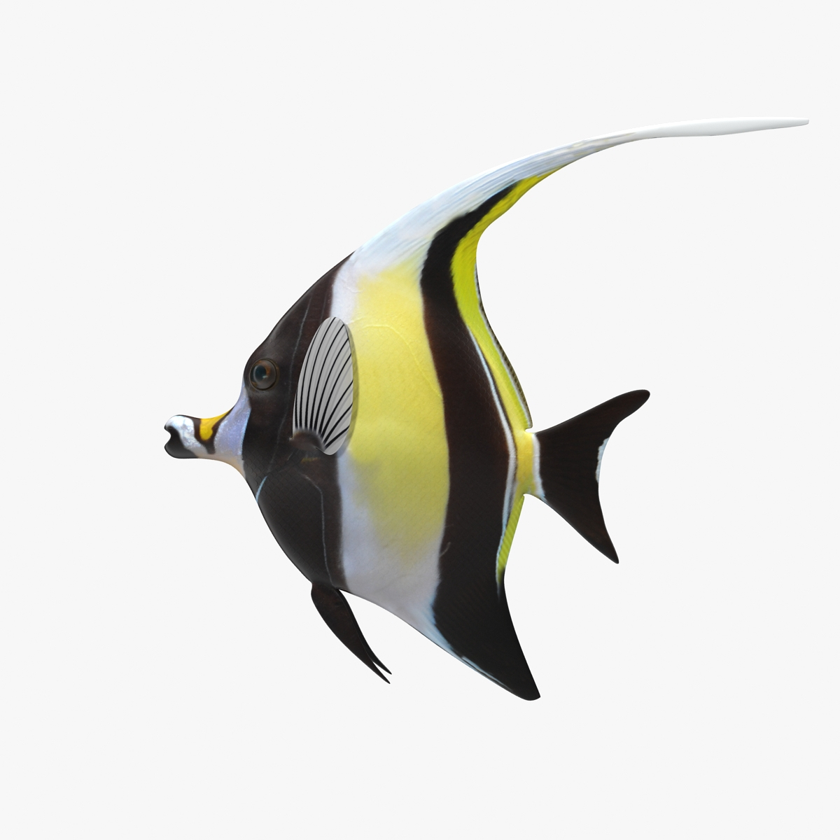 moorish idol yellow rigged max