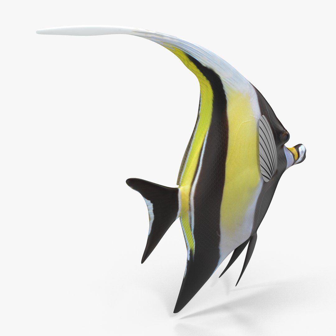 moorish idol yellow rigged max https://p.turbosquid.com/ts-thumb/Rq/Geh4gs/TubmIwTe/cam04/jpg/1417168240/1920x1080/fit_q87/7459794d33524aad42fb7563697cb6fd6dfb2697/cam04.jpg