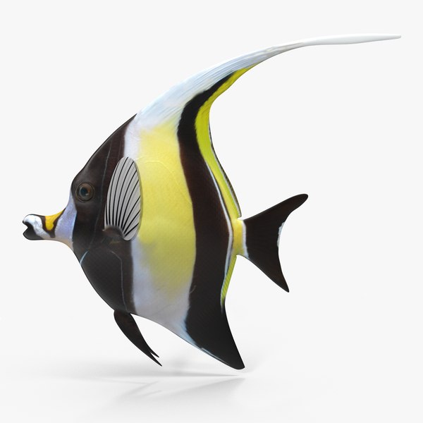 moorish idol yellow rigged max