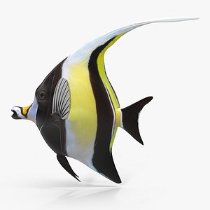 Moorish Idol Yellow Rigged