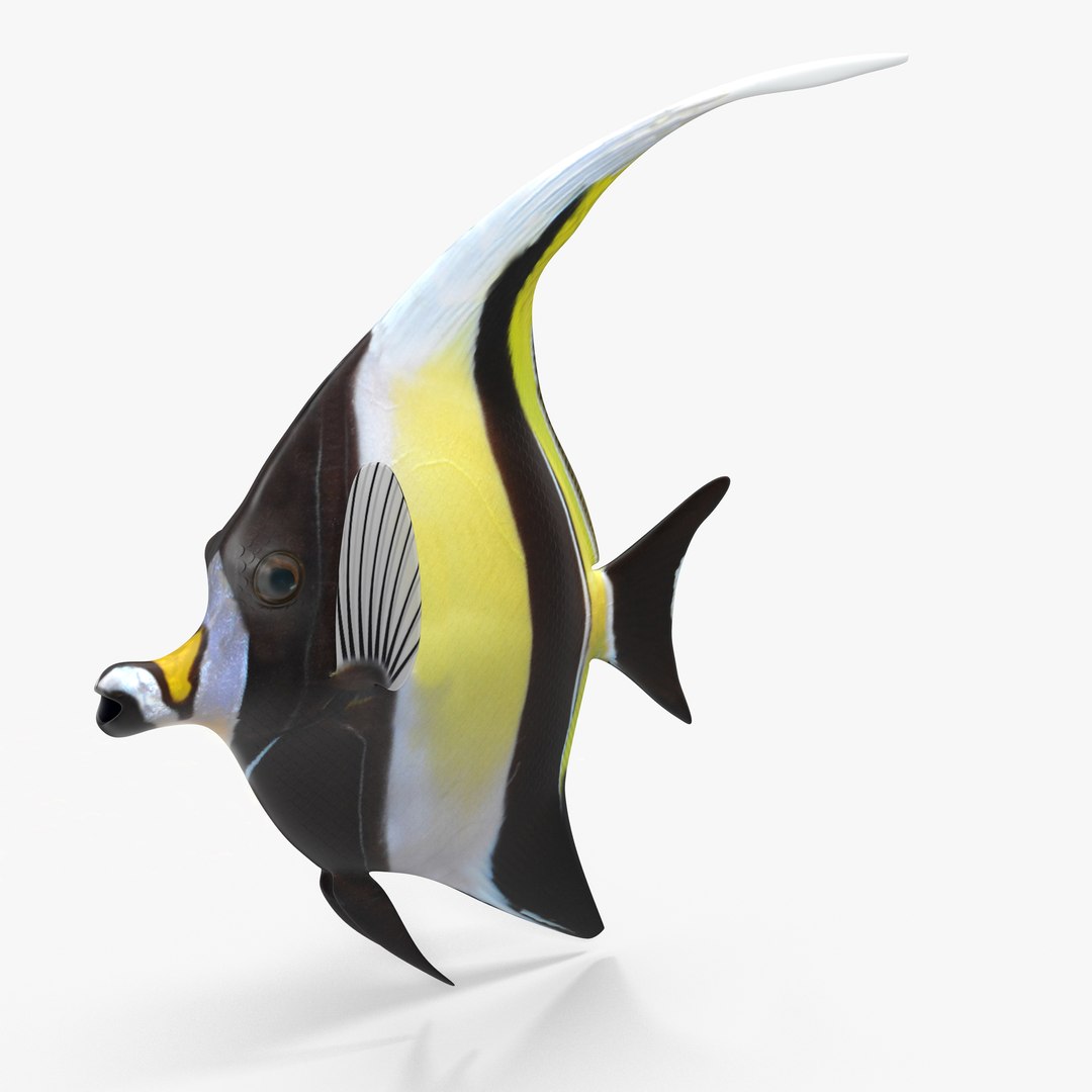 moorish idol yellow rigged max https://p.turbosquid.com/ts-thumb/Rq/Geh4gs/pVLkOovM/cam05/jpg/1417168240/1920x1080/fit_q87/5a3093c250570edd54f0cfbf62b623a345fefbb4/cam05.jpg