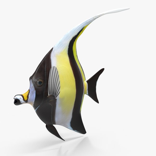 moorish idol yellow rigged max